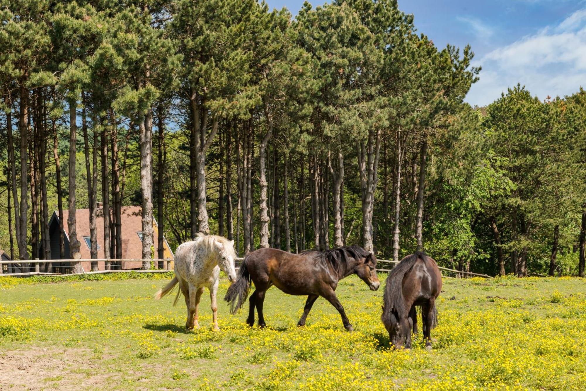 Les Pins De Cesar - La Campagne D'Etretat Saint-Jouin-Bruneval Exterior foto